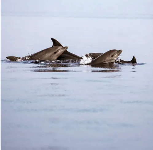Group Sunset Dolphin Watching Tour from Rovinj