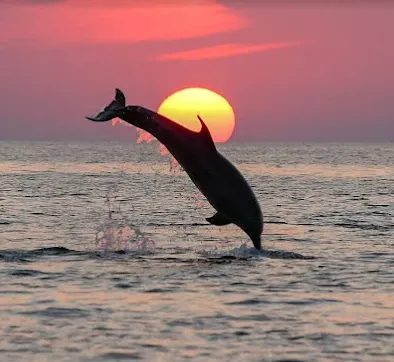 Sunset Dolphin Watching Tour from Rovinj