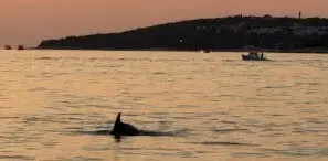 Family Sunset Dolphin Watching Tour from Rovinj