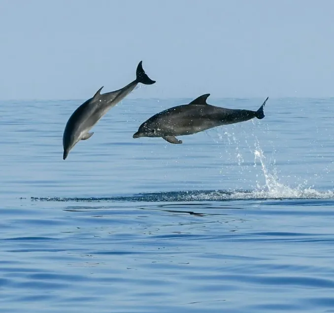Dolphin watching experience