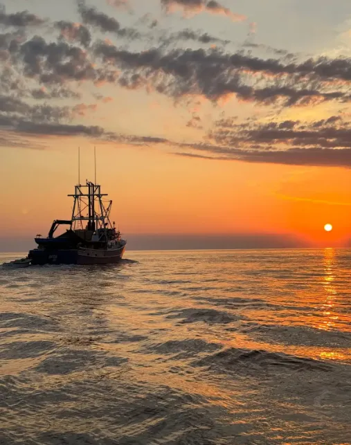 Sunset Dolphin Watching Tour from Rovinj