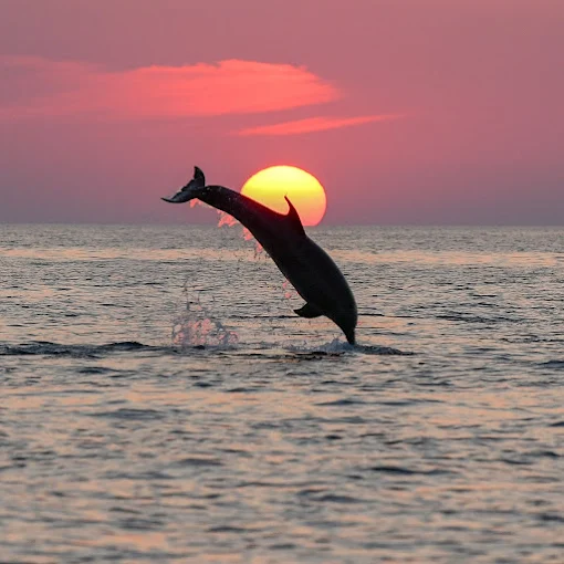 Dolphin at sunset