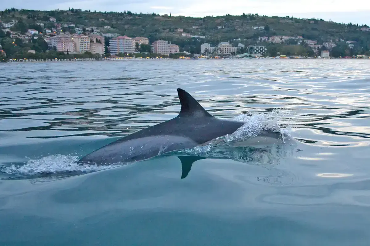 Dolphin watching Rovinj