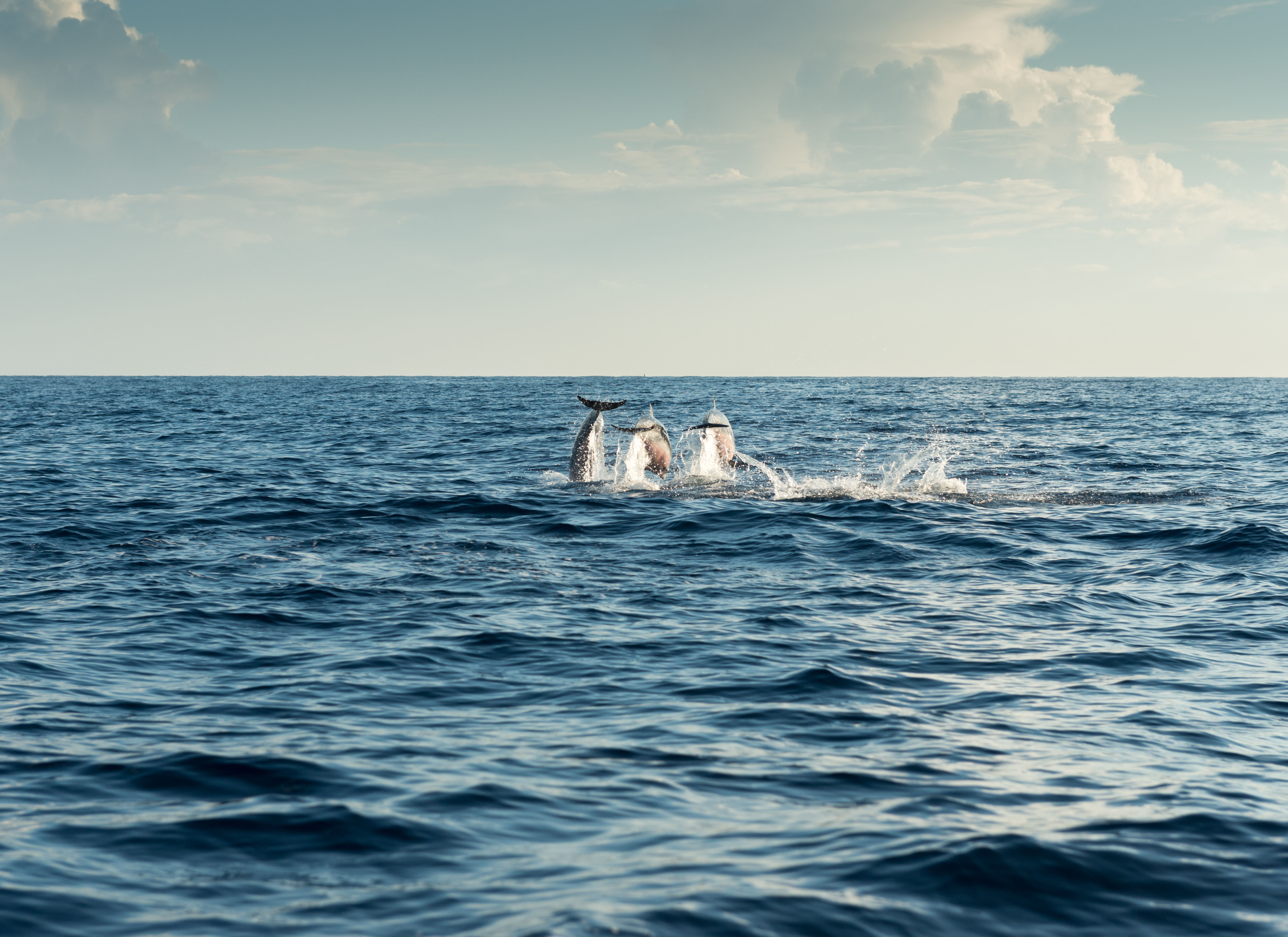 Dolphin watching Rovinj