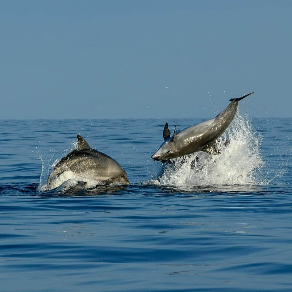 Dolphin watching Rovinj