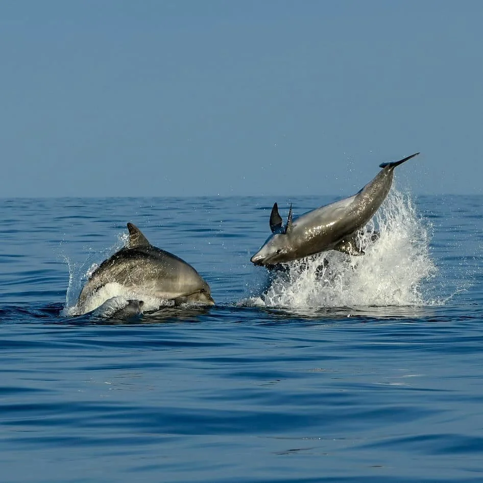 Dolphin watching Rovinj