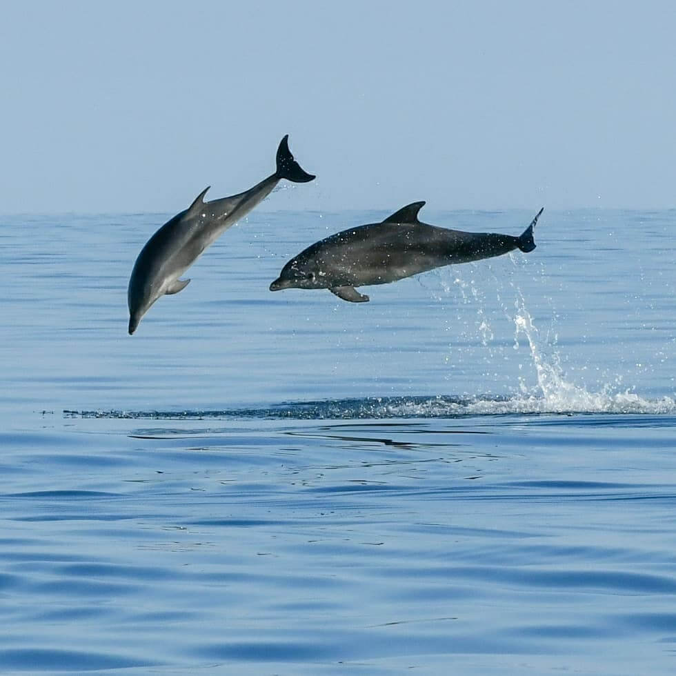 Dolphin watching Rovinj