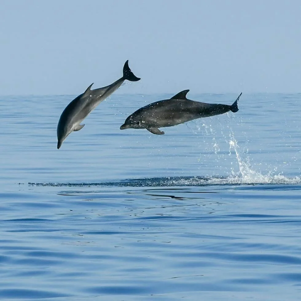 Dolphin watching Rovinj