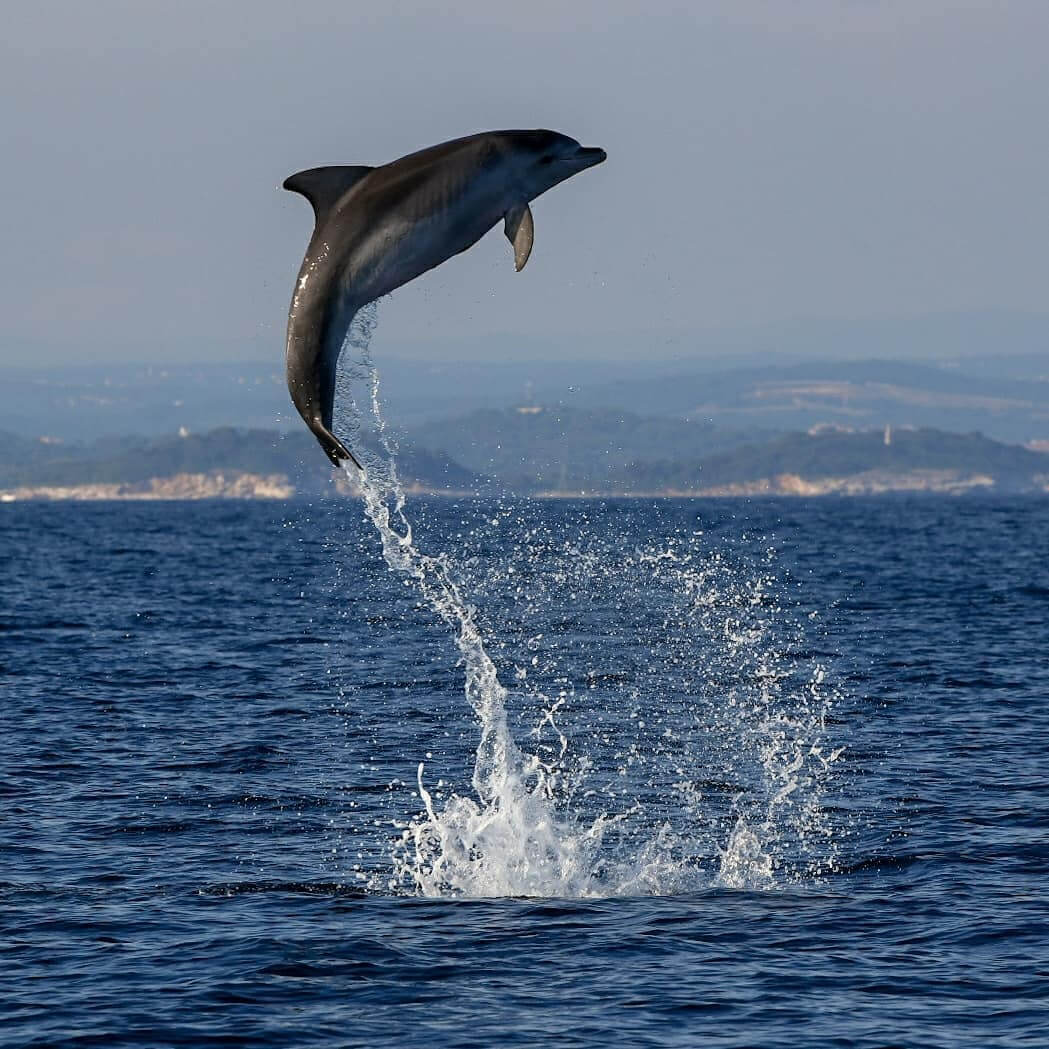 Dolphin watching Rovinj