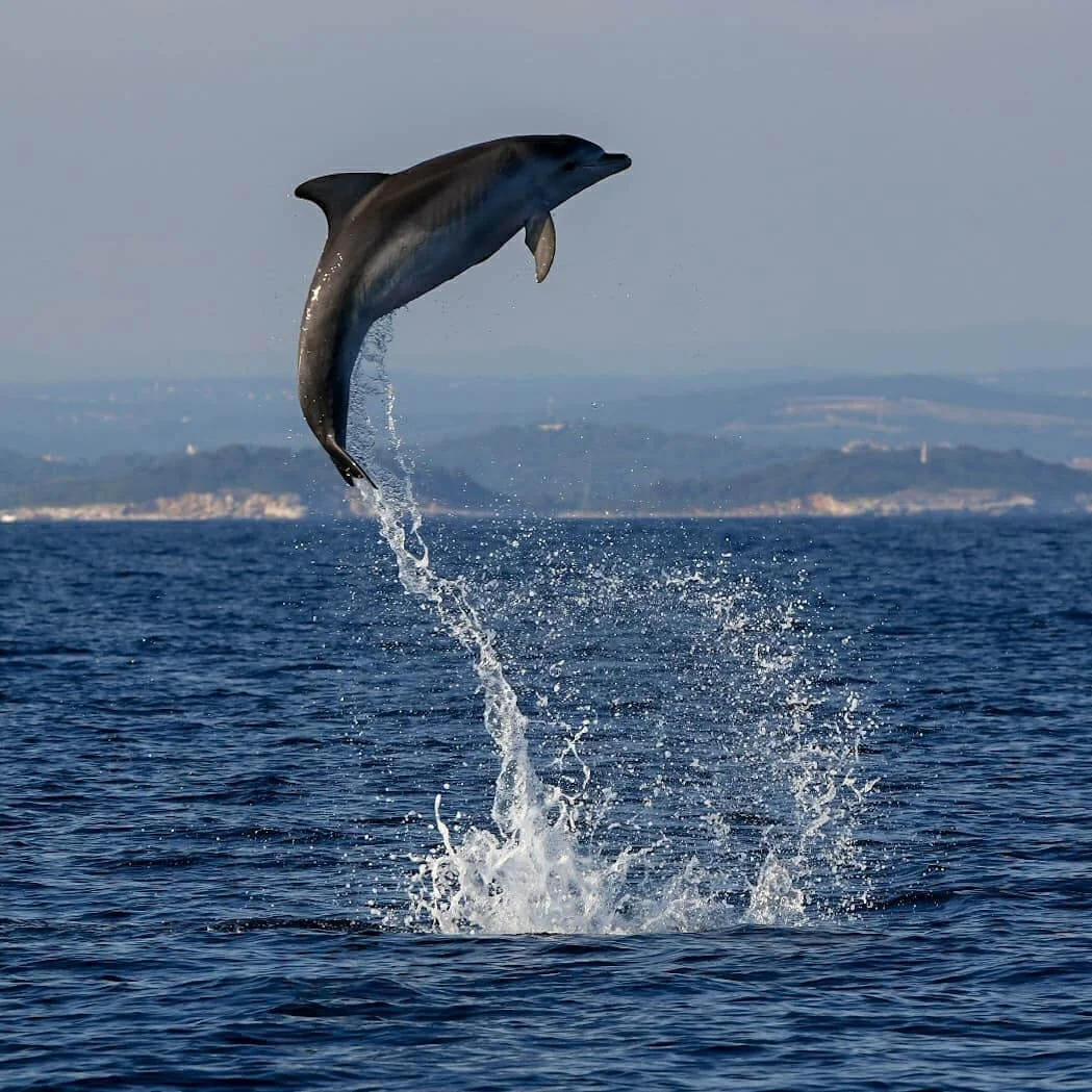 Dolphin watching Rovinj