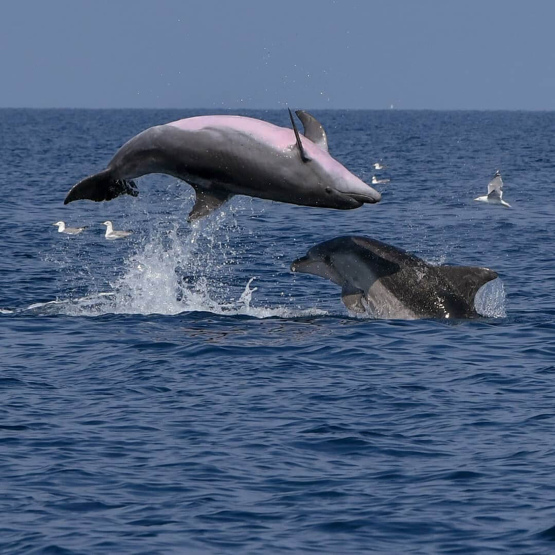 Dolphin watching Rovinj