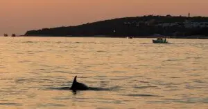 Dolphin fin breaking the water surface during sunset near Rovinj coastline