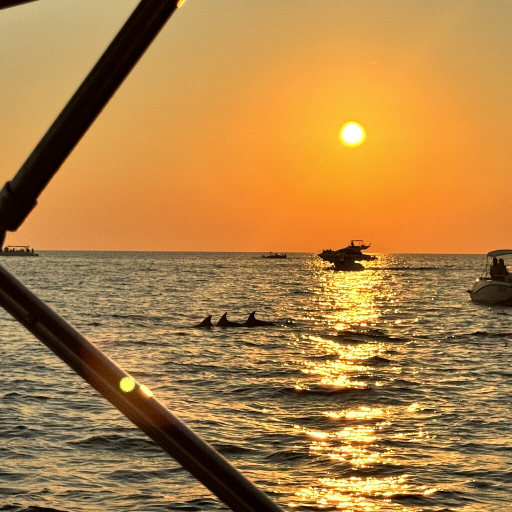 Silhouette of dolphins gracefully swimming at sunset, seen during a dolphin tour in the sea near Rovinj, Croatia.